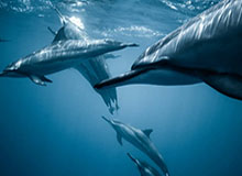 IM电竞官网：引燃热血的全方位电竞新纪元